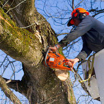 elagage arbre isere 38